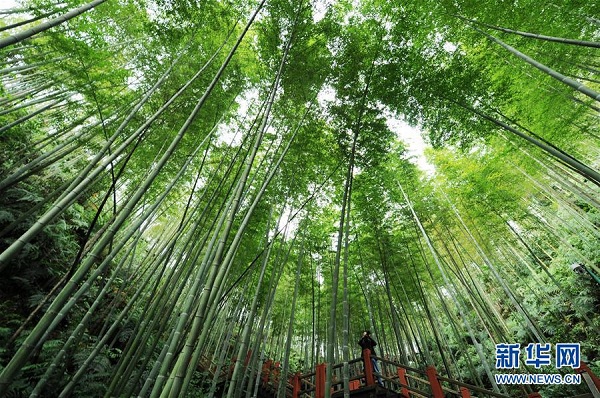 Chishui Zhuhai National Forest Park