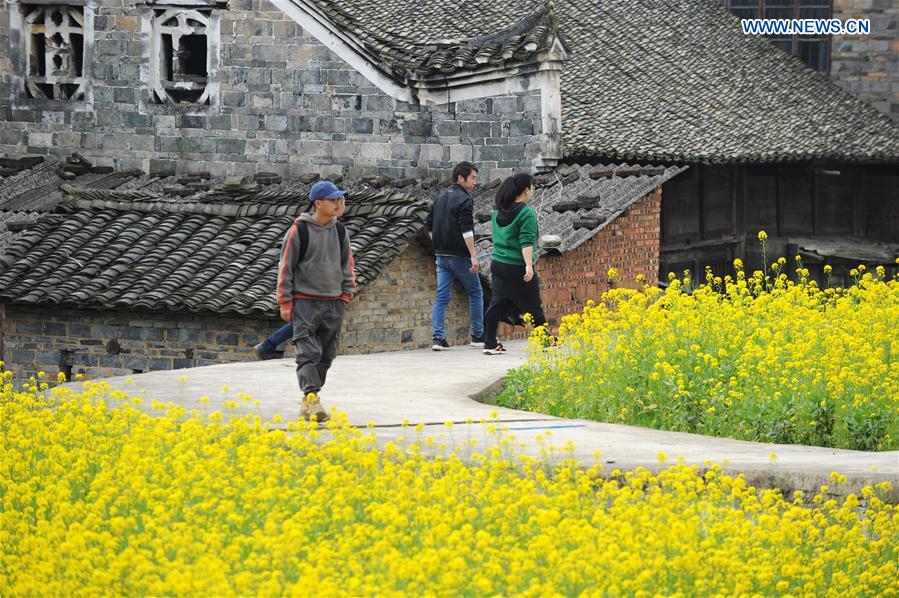 In pics: cole flower fields in southwest China's Guizhou