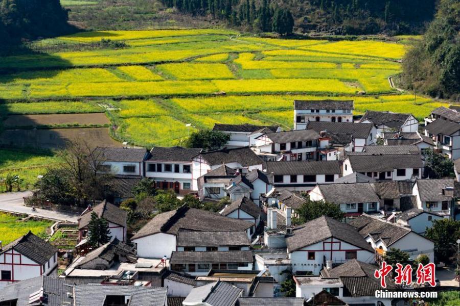 Guizhou rapeseed flowers in full bloom