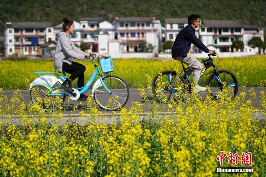 Guizhou rapeseed flowers in full bloom