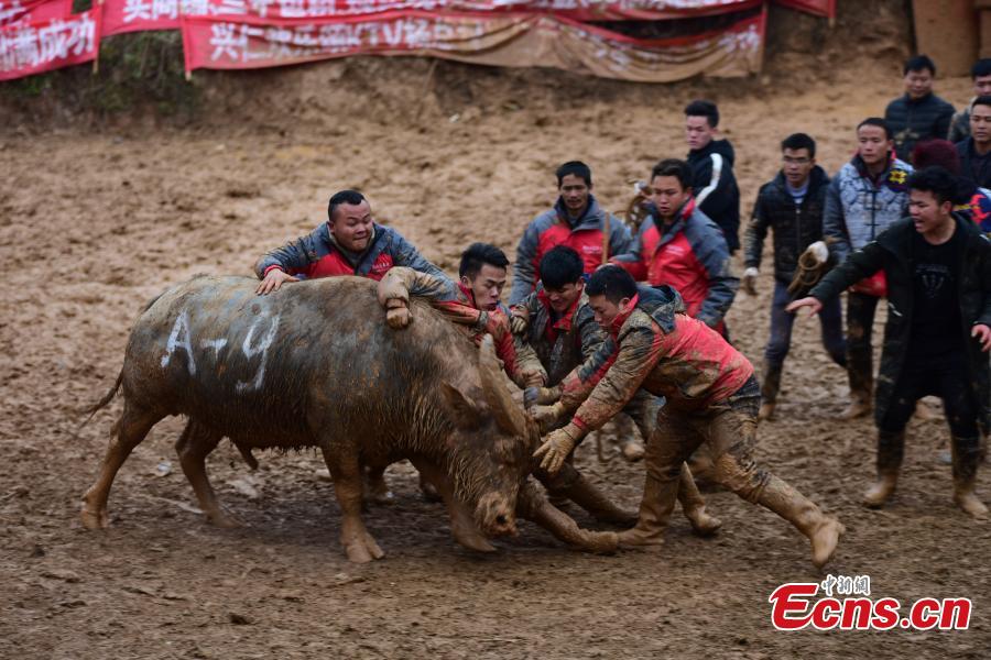 Buffalo battle attracts visitors to Guizhou village