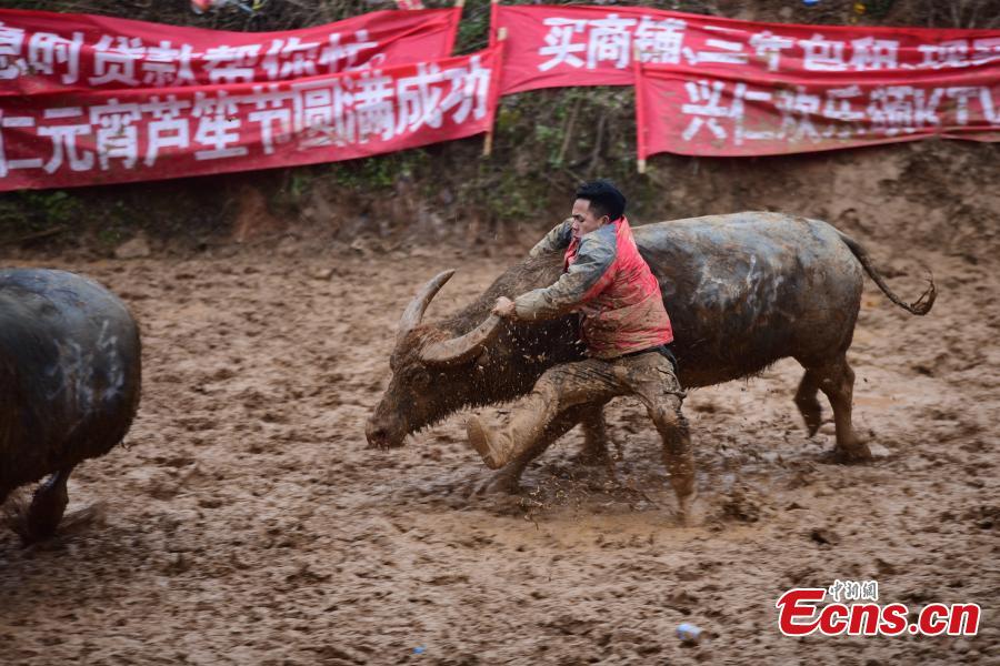 Buffalo battle attracts visitors to Guizhou village