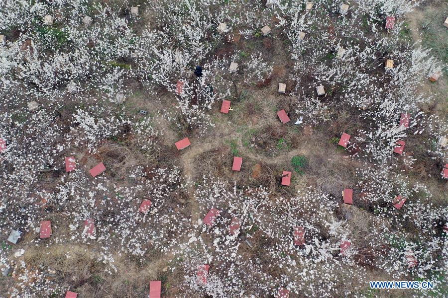 Scenery of cherry blossoms in China's Guizhou