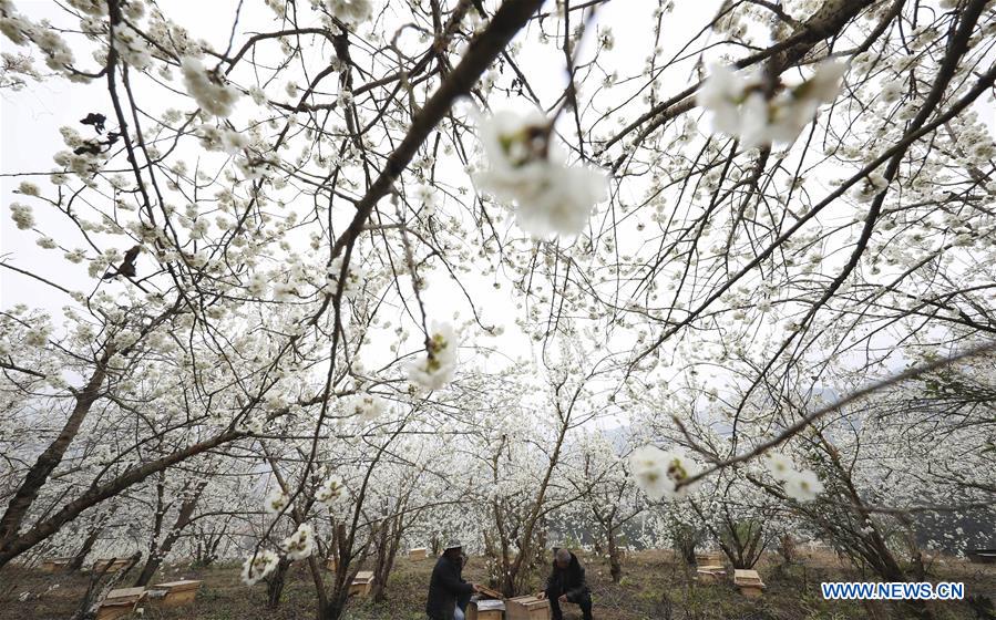 Scenery of cherry blossoms in China's Guizhou