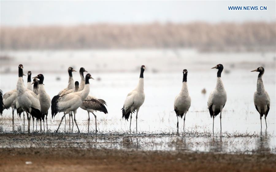 In pics: black-necked cranes at Caohai National Nature Reserve in SW China's Guizhou