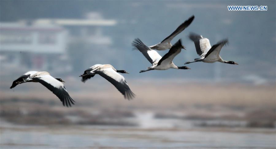 In pics: black-necked cranes at Caohai National Nature Reserve in SW China's Guizhou