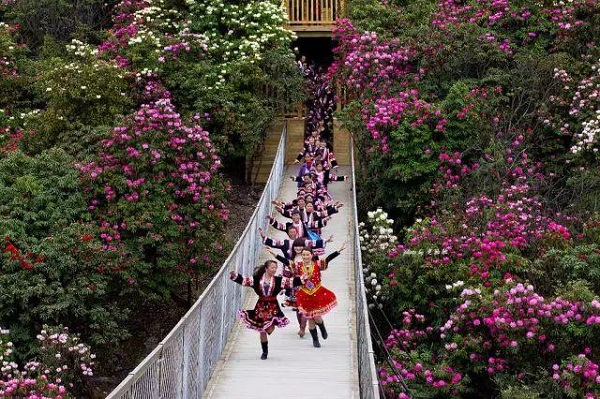 Guizhou's azalea festival welcomes international tourists