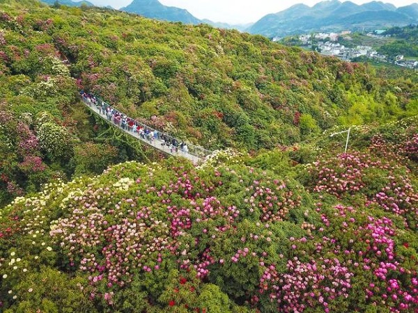 Guizhou's azalea festival welcomes international tourists