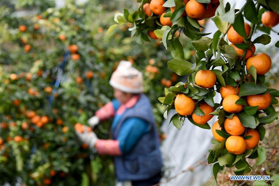 People busy harvesting oranges in SW China's Guizhou