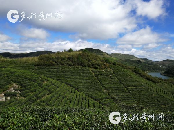 Guizhou tea is pollution-free