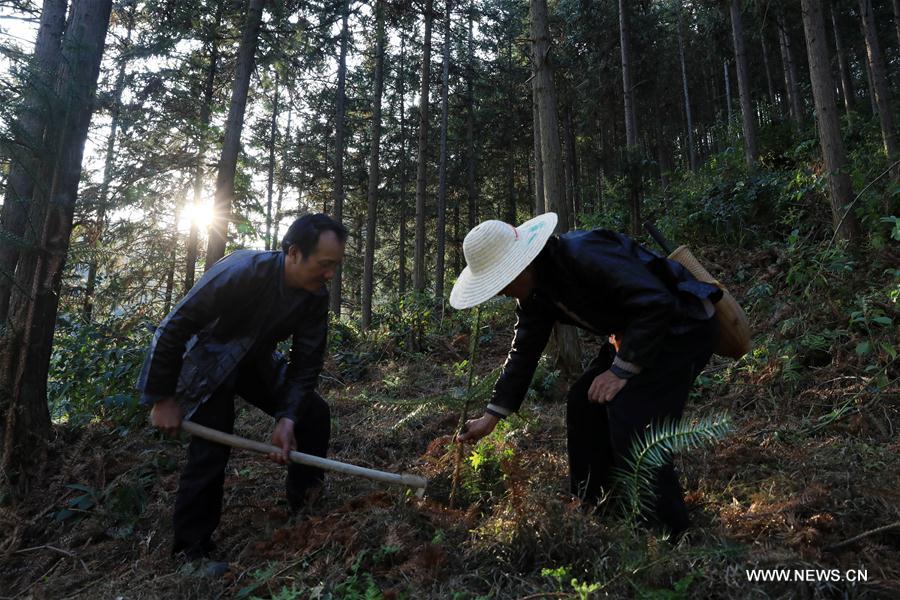 Villager of Dong ethnic group plants trees voluntarily for over 30 years in Guizhou, SW China