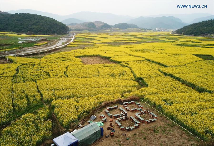 In pics: bee farm amid cole flowers in Pilin Village, China's Guizhou