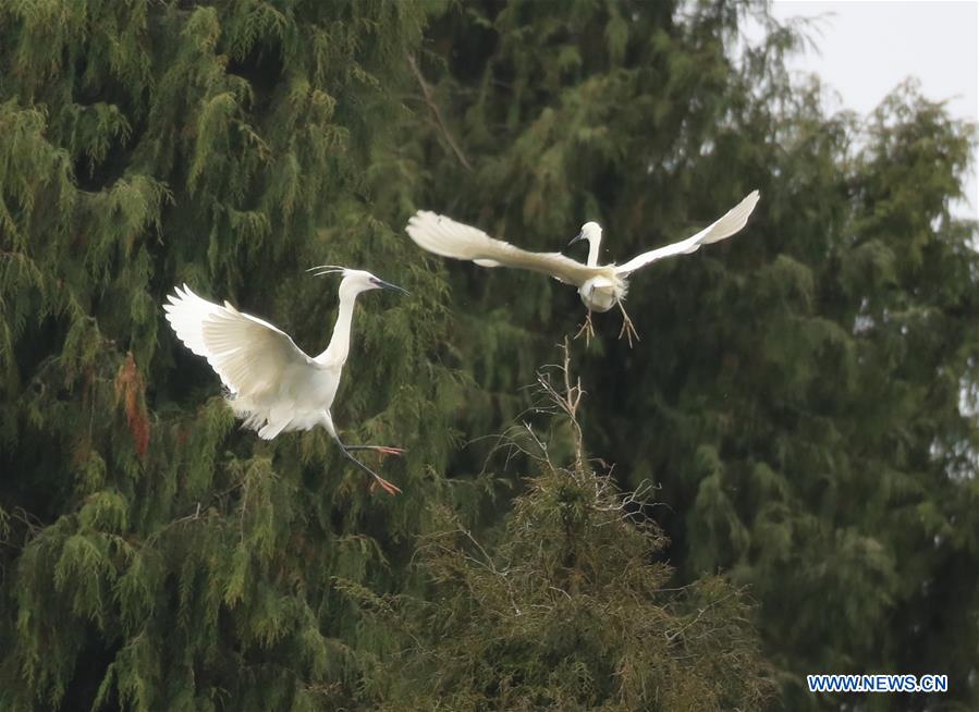 Egrets fly over trees in SW China's Guizhou