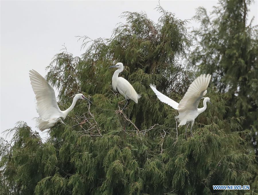 Egrets fly over trees in SW China's Guizhou