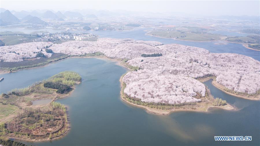 Guizhou's cherry blossoms bring in crowds