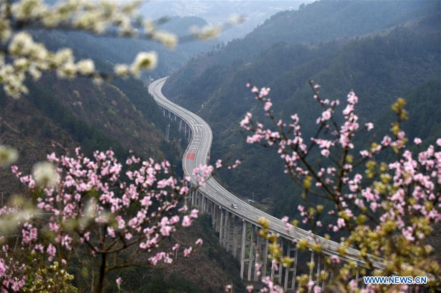 Blooming flowers along Sijian expressway in SW China's Guizhou