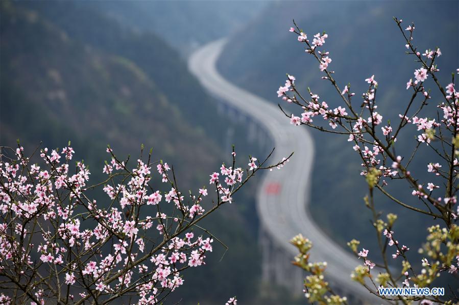 Blooming flowers along Sijian expressway in SW China's Guizhou