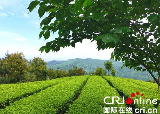 Orders increase during the global tea expo in Guizhou