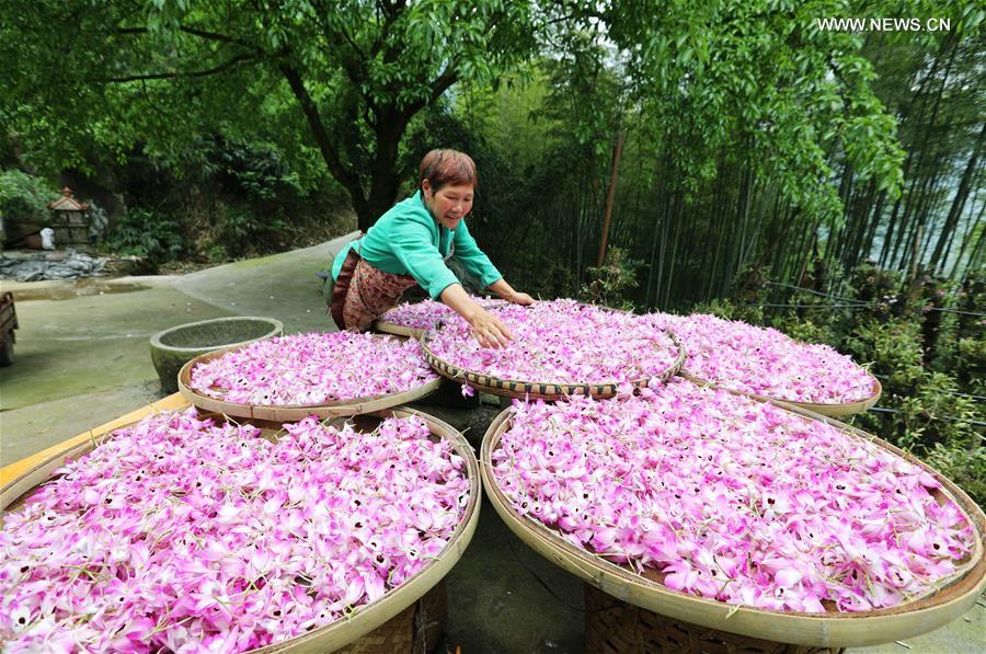 Farmer dries fresh dendrobium noble flowers