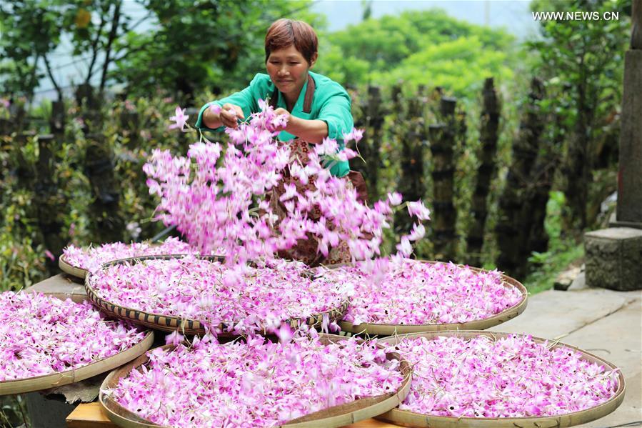 Farmer dries fresh dendrobium noble flowers