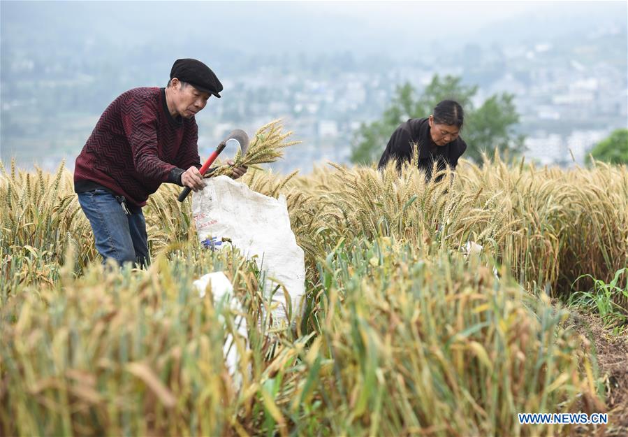 Villagers harvest wheat in China's Guizhou