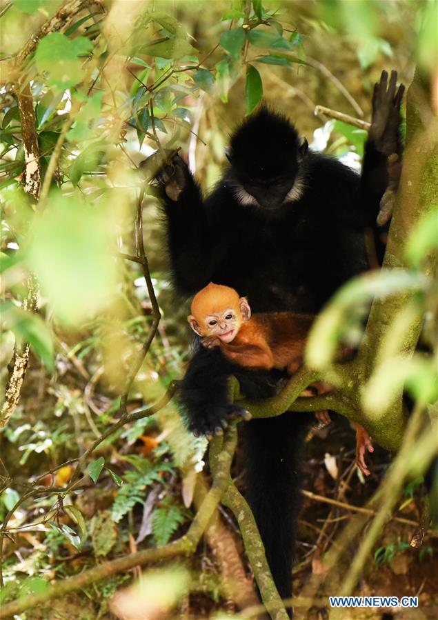 Number of Francois' langurs increases in Mayanghe National Nature Reserve