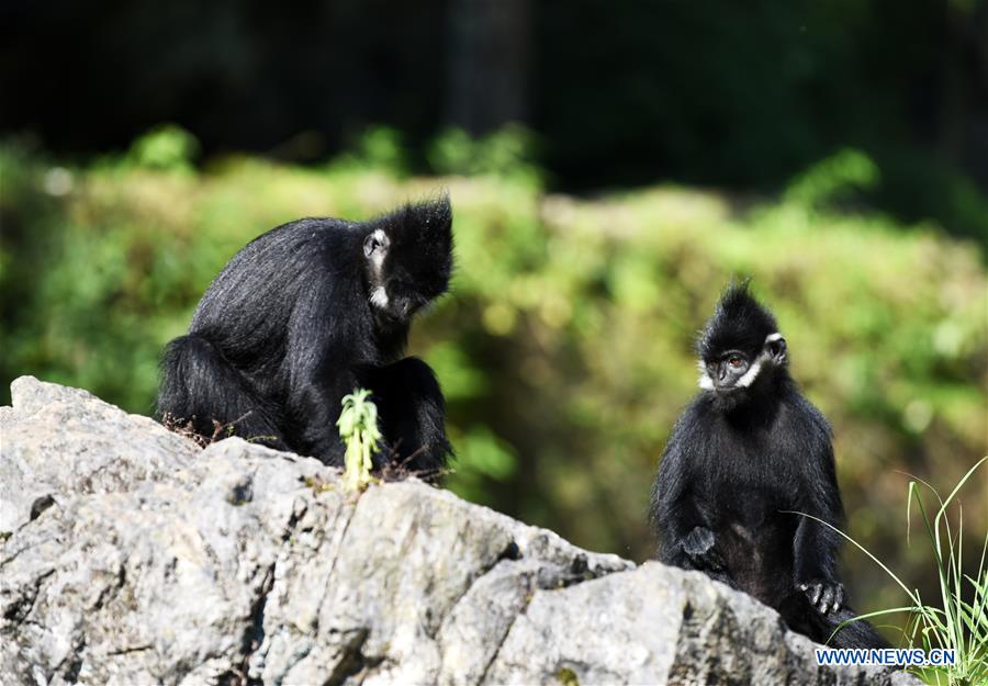 Number of Francois' langurs increases in Mayanghe National Nature Reserve