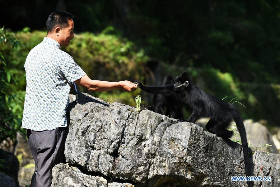 Number of Francois' langurs increases in Mayanghe National Nature Reserve