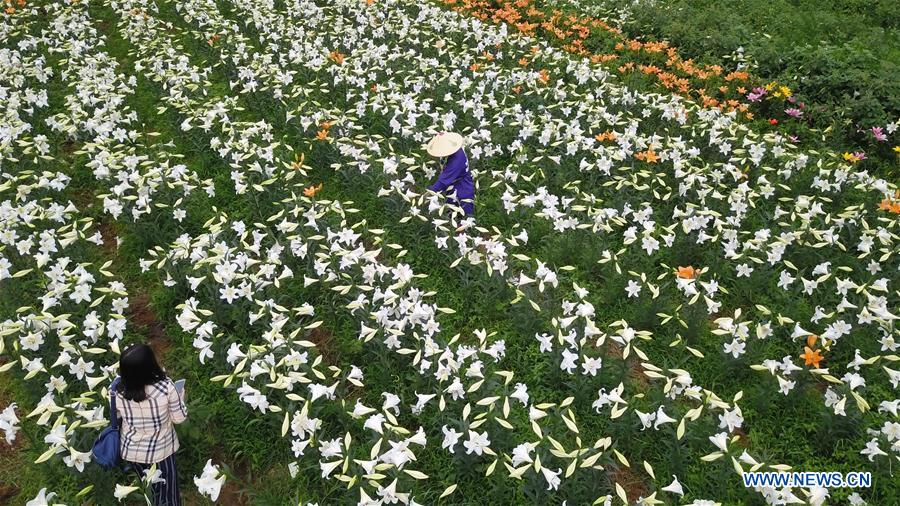 In pics: lily flowers in SW China's Guizhou