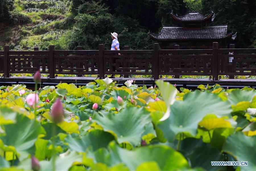 Scenery of lotus flowers on outskirts of Yingshan township