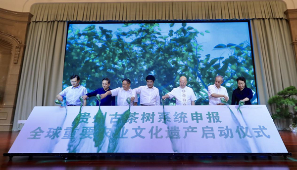 Guizhou Ancient Tea Trees System begins application for GIAHS