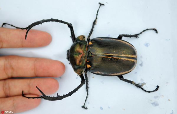 Rare beetle found in SW China province