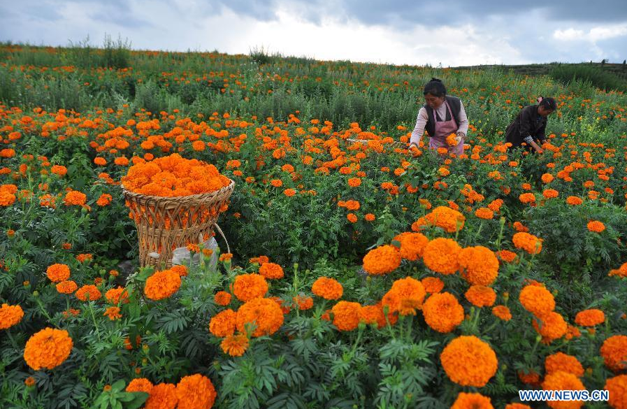 Marigold harvested in China's Guizhou