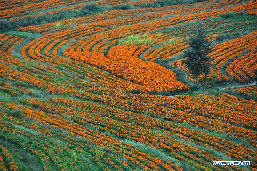 Marigold harvested in China's Guizhou
