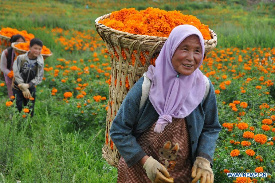 Marigold harvested in China's Guizhou