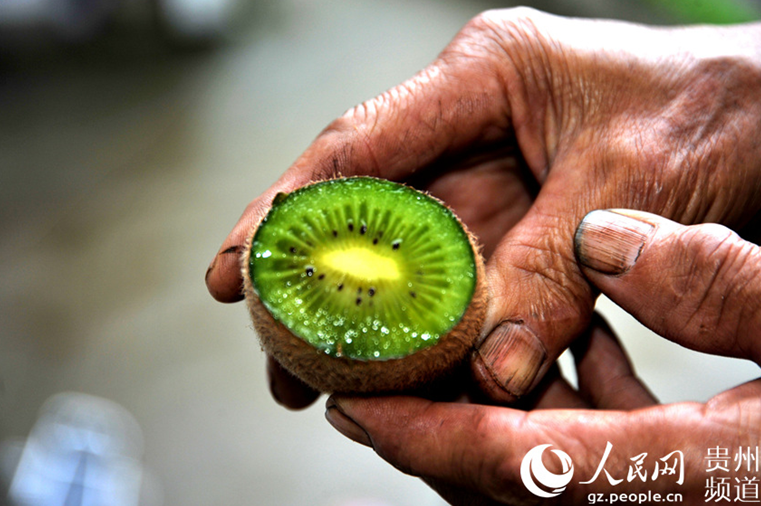 Kiwifruit sweetens up life