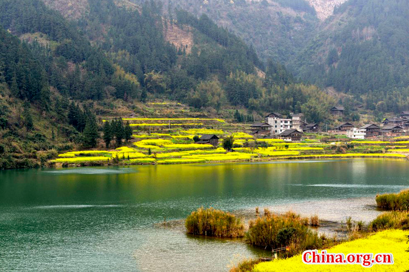 Scenery of rape flowers in China's Guizhou