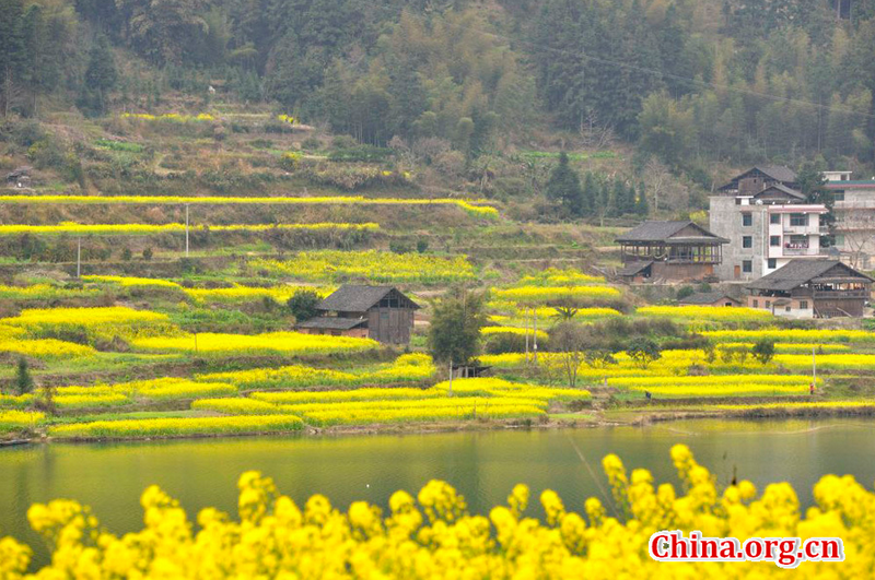 Scenery of rape flowers in China's Guizhou