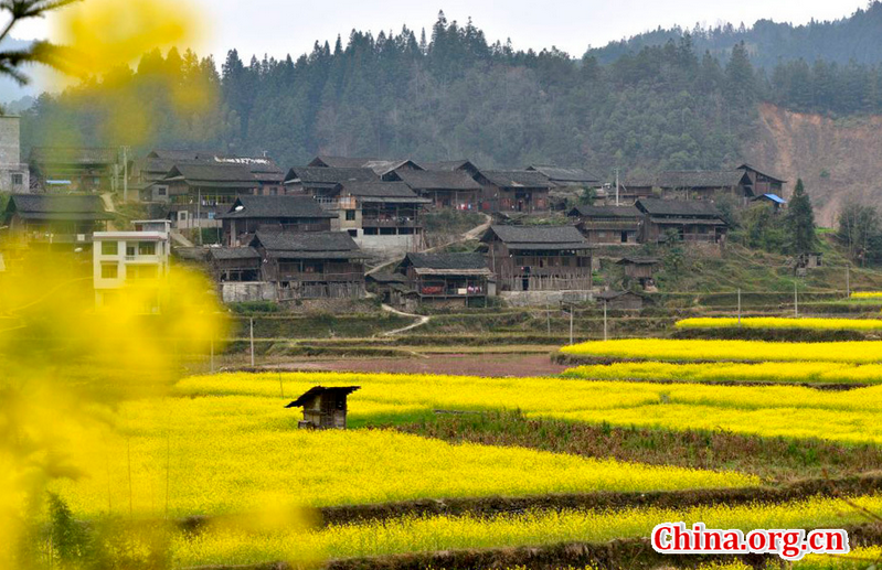 Scenery of rape flowers in China's Guizhou