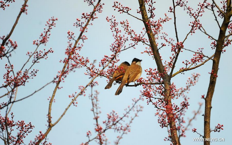 Spring flowers bloom in Guiyang