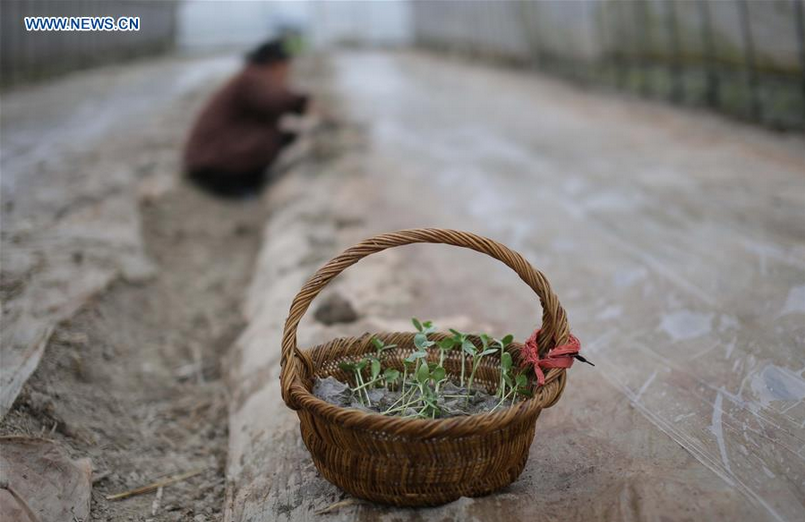 Farmers plant off-season fruits in China's Guizhou