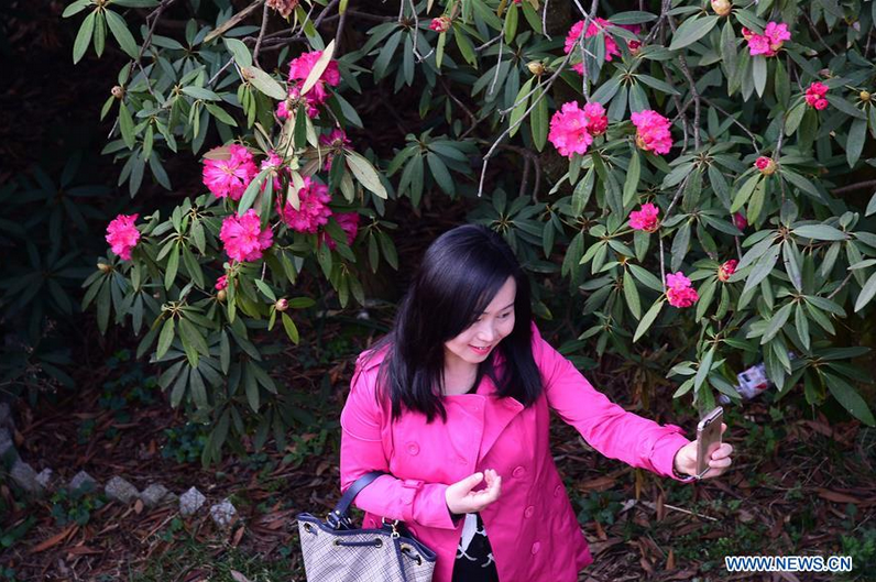 Azaleas enter blooming season in SW China