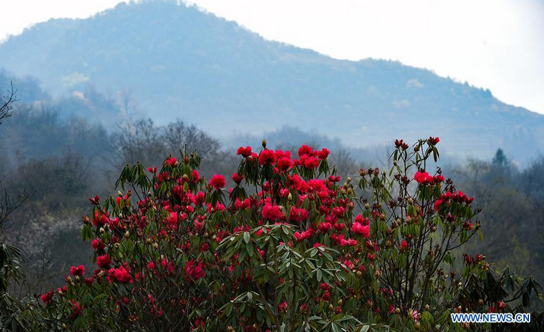 Azaleas enter blooming season in SW China