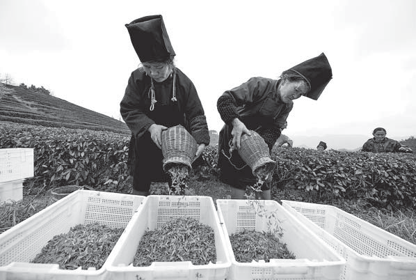 Tea harvest underway