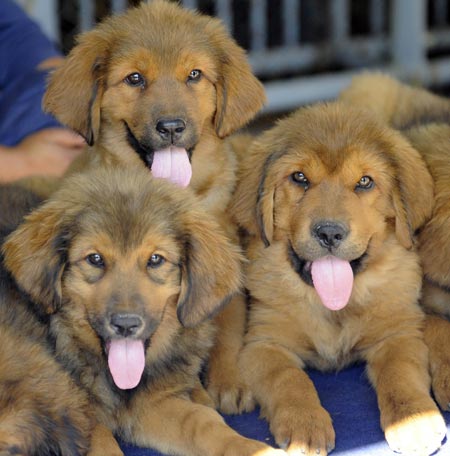 Tibetan Mastiff Expo held in Shijiazhuang