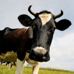 Unicorn cow in Hebei