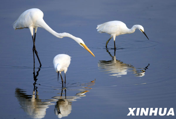 Wetlands, home to migrant birds