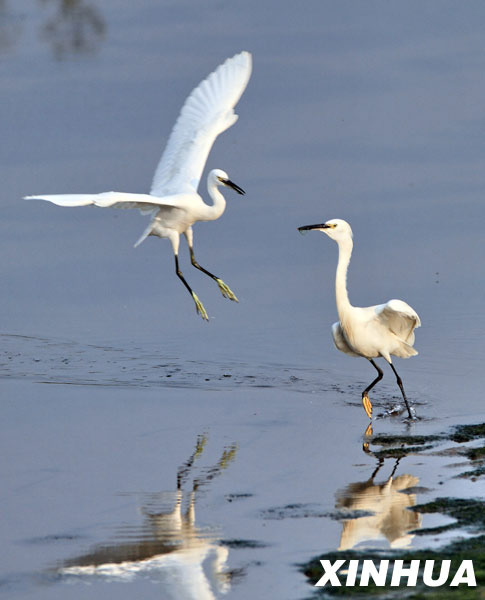 Wetlands, home to migrant birds