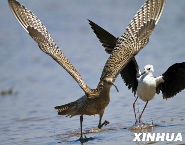 Wetlands, home to migrant birds