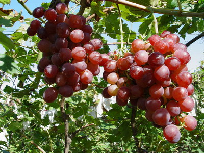 Hebei's agricultural industry